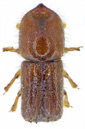 Réf. 214 632 : Xyleborus monographus